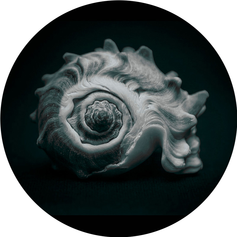 circle_shell_tint